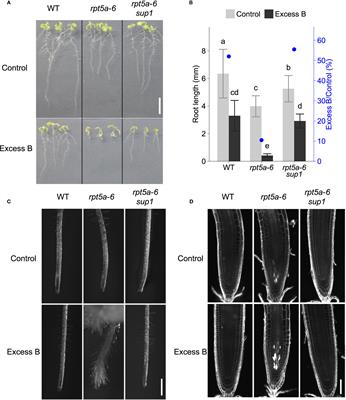 NAC103 mutation alleviates DNA damage in an Arabidopsis thaliana mutant sensitive to excess boron